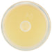 ECO LIPS: Mongo Kiss Vanilla Honey Lip Balm, 0.25 oz - No Brand For Less 