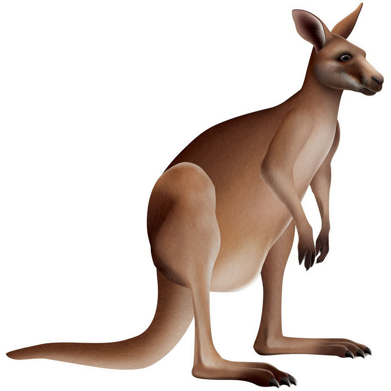 Jointed Kangaroo – 31½" x 30¾" – (1/Pkg) by Beistle for Australian Printed One Side